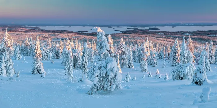 Framed Print : Snow-covered Pine Trees, Riisitunturi National Park, Posio, Lapland, Finland Framed Print : Snow-covered Pine Trees, Riisitunturi National Park, Posio, Lapland, Finland