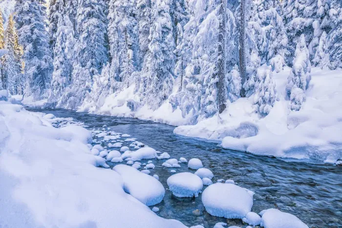 Framed Print : Snow-covered Pine Trees along River, Yoho National Park, British Columbia, Canada Framed Print : Snow-covered Pine Trees along River, Yoho National Park, British Columbia, Canada