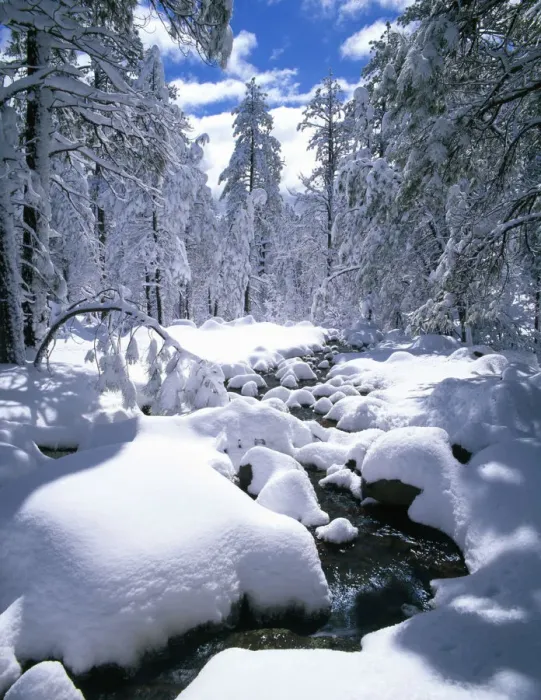 Framed Print : Snow-Covered Pine Trees & Stream, Flagstaff, Arizona, USA Framed Print : Snow-Covered Pine Trees & Stream, Flagstaff, Arizona, USA