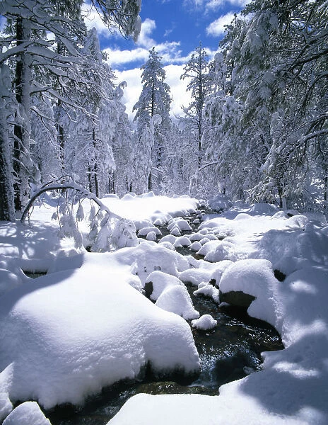 Snow-Covered Pine Trees & Stream, Flagstaff, Arizona, USA