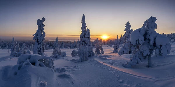 Snow-covered Pine Trees at Sunrise, Riisitunturi National Park, Posio, Lapland, Finland