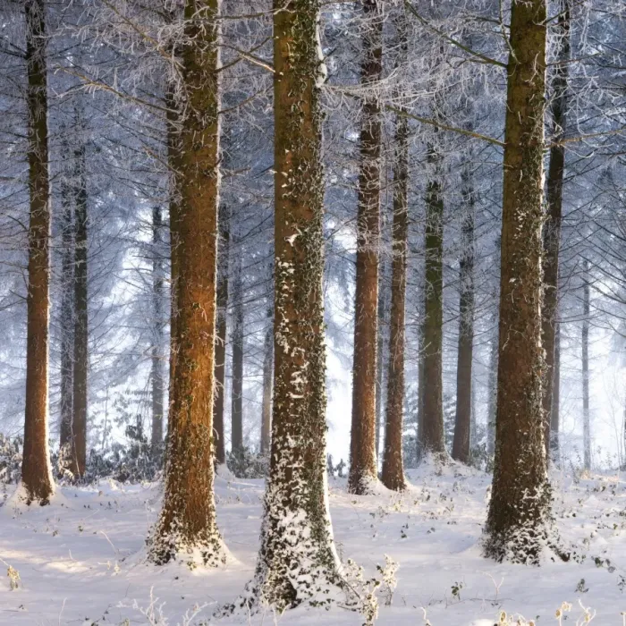 Framed Print : Snow covered pine woodland, Morchard Wood, Morchard Bishop, Devon, England. Winter Framed Print : Snow covered pine woodland, Morchard Wood, Morchard Bishop, Devon, England. Winter