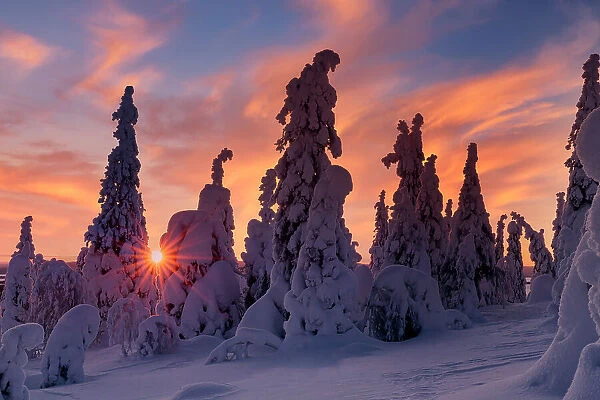 Snow covered pines trees, Riisitunturi National Park, Lapland, Finland