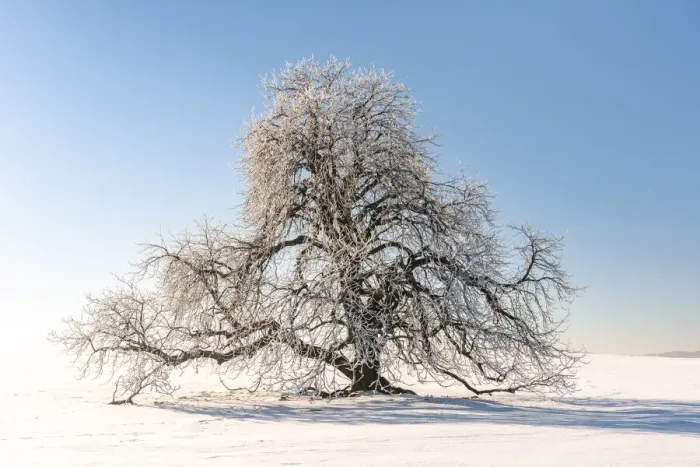 Framed Print : Snow-covered solitary horse chestnut on field, blue sky, Vogtland, Saxony, Germany Framed Print : Snow-covered solitary horse chestnut on field, blue sky, Vogtland, Saxony, Germany