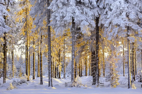 Snow-covered spruce forest in evening light, Fichtelberg, near Oberwiesenthal