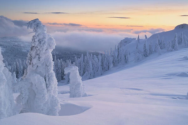 Snow covered Spruce trees, Bavarian Forest, Big Arber, Bavaria, Germany