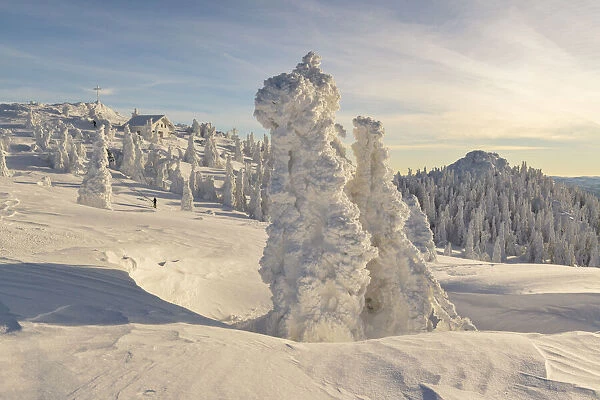 Snow covered Spruce trees, Bavarian Forest, Big Arber, Bavaria, Germany