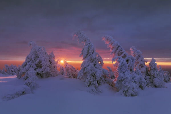 Snow-covered spruces on the summit of Brocken (1142m) in the morning light, Brocken