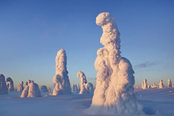 Snow covered spruces in winter - Finland, Eastern Lapland, Posio, Riisitunturi - Lapland