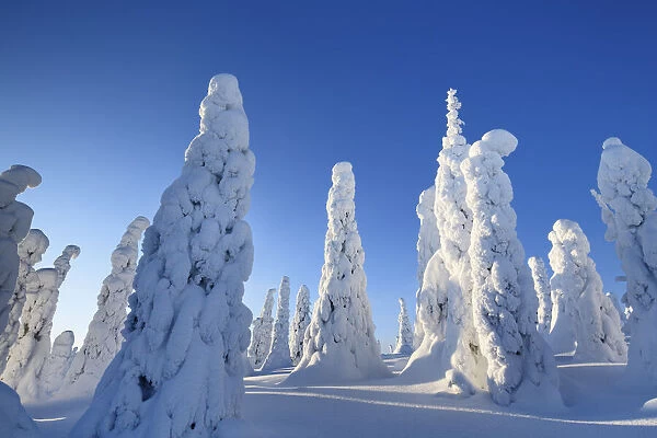 Snow covered spruces in winter - Finland, Eastern Lapland, Posio, Riisitunturi - Lapland