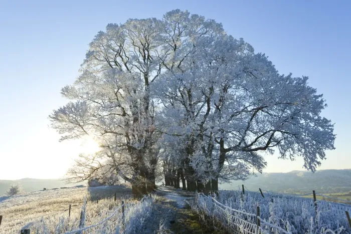 Framed Print : Snow covered tree on Downham Hill, Uley, Gloucestershire, UK
