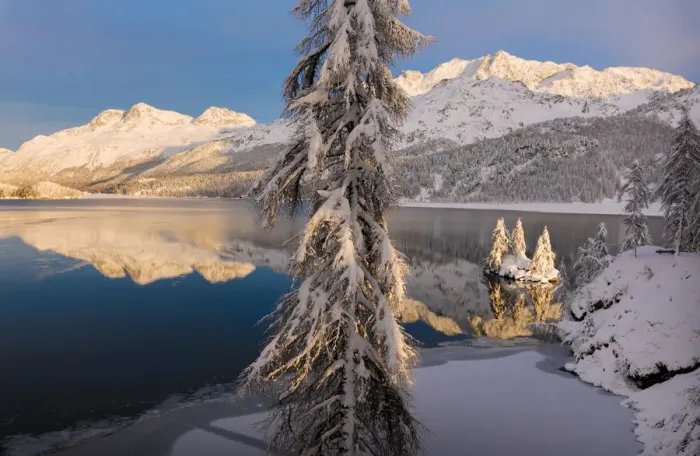 Framed Print : Snow covered trees, Lake Sils, Plaun da Lej, Maloja Region, Canton of Graubunden, Engadin Framed Print : Snow covered trees, Lake Sils, Plaun da Lej, Maloja Region, Canton of Graubunden, Engadin