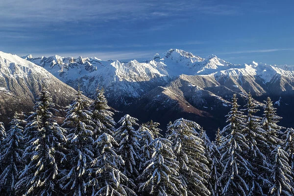 Snow covered trees and Mount Disgrazia in the background Olano Gerola Valley Valtellina