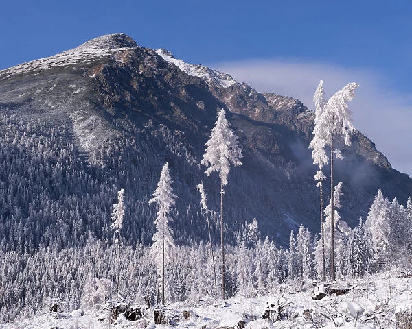 Snow covered trees and mountains in the High Tatras, Slovakia, Europe. Winter