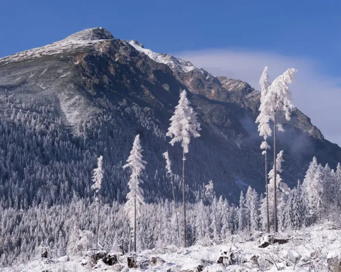 Framed Print : Snow covered trees and mountains in the High Tatras, Slovakia, Europe. Winter Framed Print : Snow covered trees and mountains in the High Tatras, Slovakia, Europe. Winter