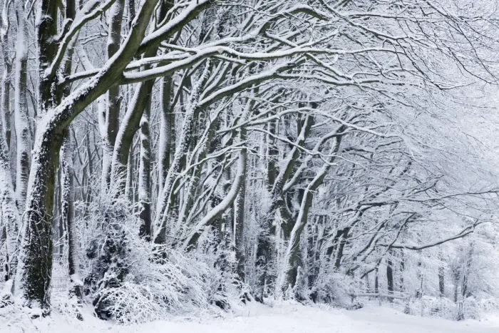 Framed Print : Snow covered trees near Compton Abbas, Dorset, England