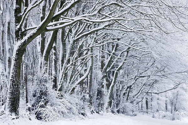 Snow covered trees near Compton Abbas, Dorset, England