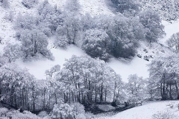 Snow covered trees in The Punchbowl, Exmoor, Somerset, England. Winter