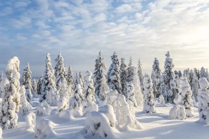 Framed Print : Snow covered trees, Riisitunturi National Park, Lapland, Finland Framed Print : Snow covered trees, Riisitunturi National Park, Lapland, Finland