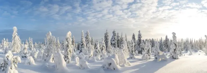 Framed Print : Snow covered trees, Riisitunturi National Park, Lapland, Finland Framed Print : Snow covered trees, Riisitunturi National Park, Lapland, Finland