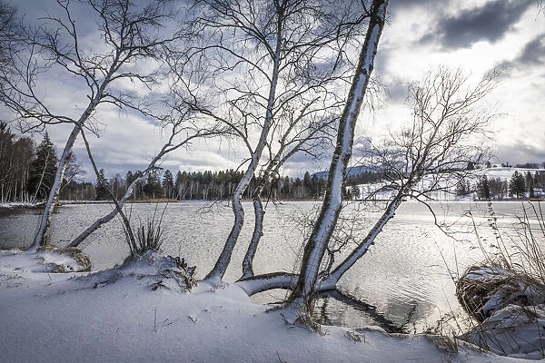Snow-covered trees on the shore of Lake Bayersoien, Bad Bayersoien, Upper Bavaria