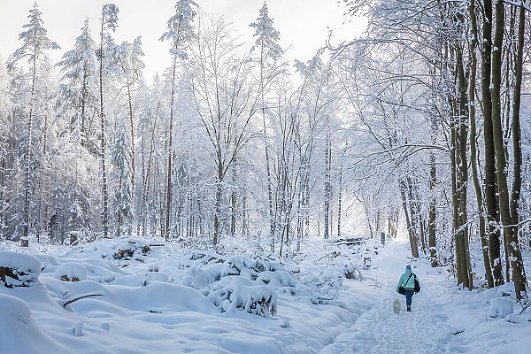 Snow-covered winter forest in the Taunus near Engenhahn, Niedernhausen, Hesse, Germany