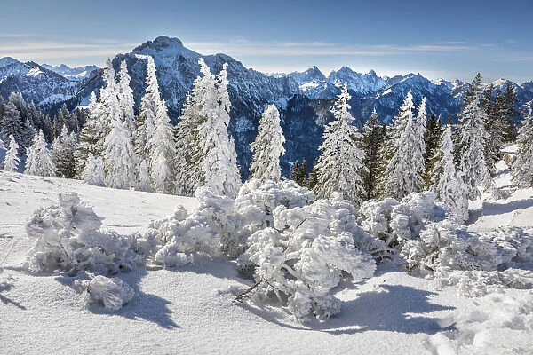 Snow-covered winter forest at Tegelberg in the Ammer Mountains, Schwangau, Allgaeu