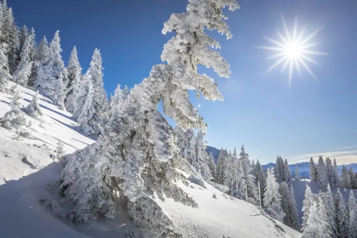 Framed Print : Snow-covered winter forest at Tegelberg in the Ammer Mountains, Schwangau, Allgaeu