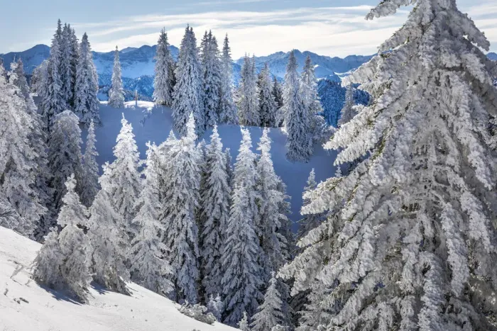 Framed Print : Snow-covered winter forest at Tegelberg in the Ammer Mountains, Schwangau, Allgaeu