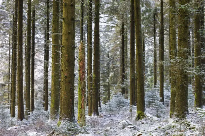 Framed Print : Snow dusted pine woodland at Fernworthy Forest, Dartmoor National Park, Devon, England Framed Print : Snow dusted pine woodland at Fernworthy Forest, Dartmoor National Park, Devon, England