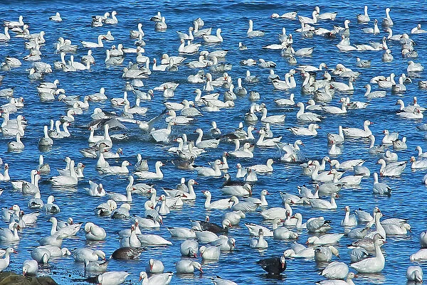 Snow goose (Anser caerulescens) in the Saint-Lawrence River Saint-Ulric, Quebec, Canada