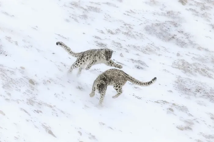 Framed Print : Snow leopard brothers in Spiti Valley, Himachal Pradesh, India Framed Print : Snow leopard brothers in Spiti Valley, Himachal Pradesh, India