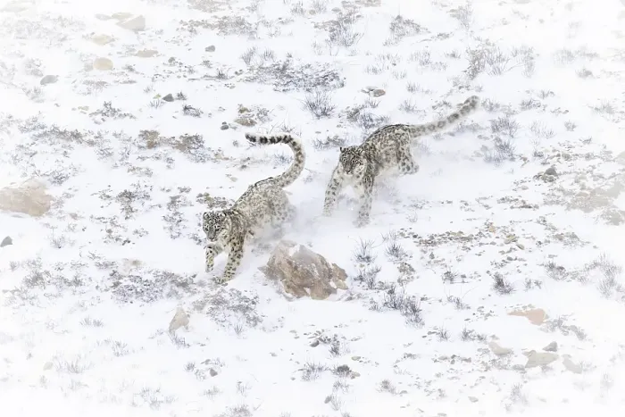 Framed Print : Snow leopard brothers in Spiti Valley, Himachal Pradesh, India Framed Print : Snow leopard brothers in Spiti Valley, Himachal Pradesh, India