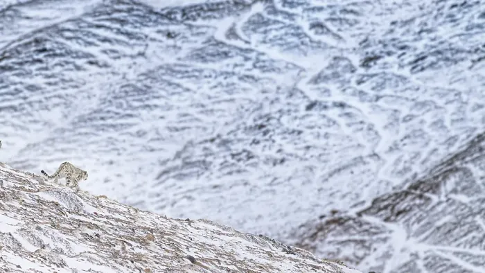 Framed Print : Snow leopard in Spiti Valley, Himachal Pradesh, India