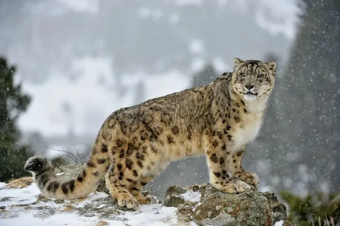 Framed Print : Snow leopard (Uncia uncia) - captive raised, Bozeman, Montana, USA
