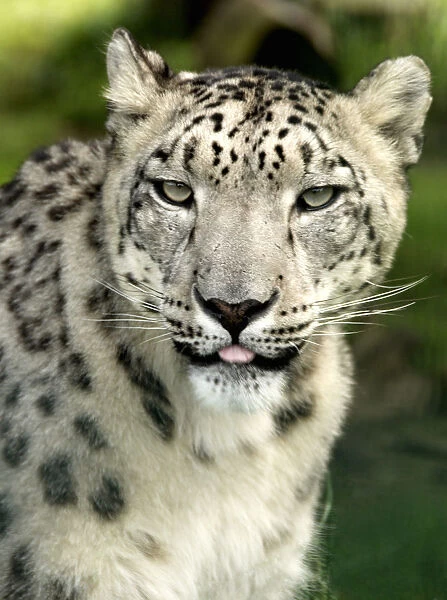 Snow Leopard in a zoo