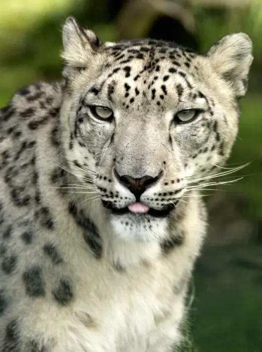 Framed Print : Snow Leopard in a zoo Framed Print : Snow Leopard in a zoo