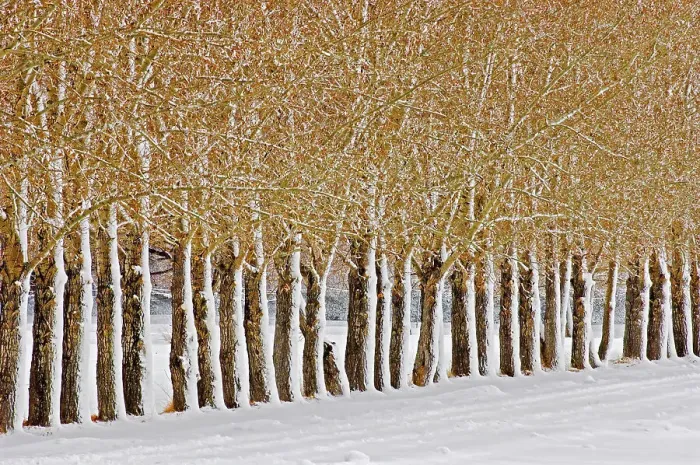 Framed Print : Snow on shelterbelt trees Near East Coulee, Alberta, Canada Framed Print : Snow on shelterbelt trees Near East Coulee, Alberta, Canada