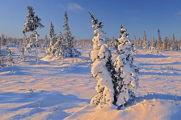 Snow on spruce on arctic tundra Churchill, Manitoba, Canada
