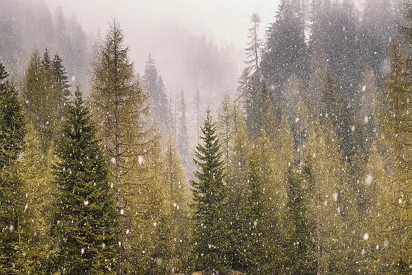 Snowfalling in Larch Forest, Dolomites, Italy