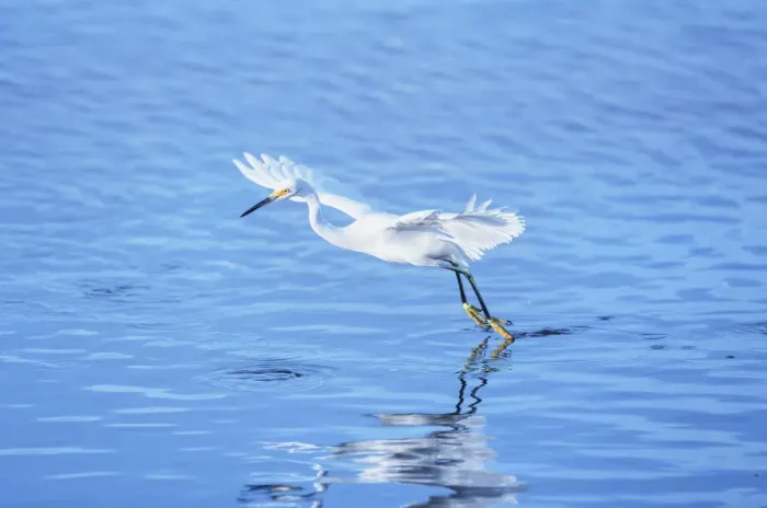 Framed Print : Snowy Egret (Egretta thula) starting flight, Sanibel Island, J. N Framed Print : Snowy Egret (Egretta thula) starting flight, Sanibel Island, J. N