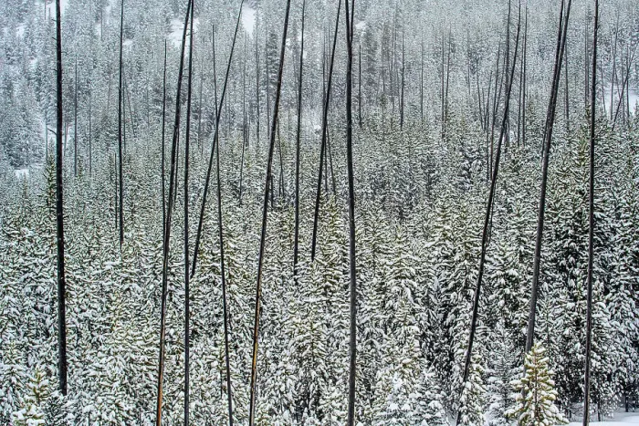 Framed Print : Snowy lodgepole forest regenerating after an earlier fire, Yellowstone National Park, Wyoming, USA Framed Print : Snowy lodgepole forest regenerating after an earlier fire, Yellowstone National Park, Wyoming, USA