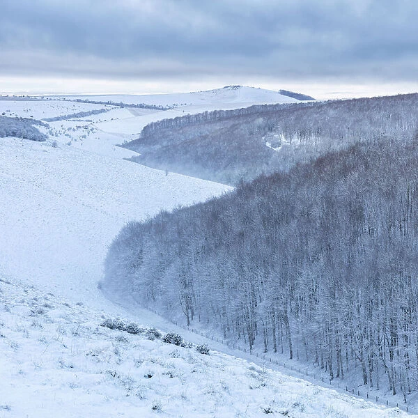 Snowy Melbury Down and Melbury Wood from Ashmore Down, Cranborne Chase, Dorset, England