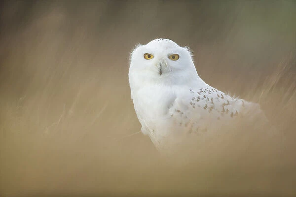 Snowy Owl (Bubo scandiacus) (Captive)