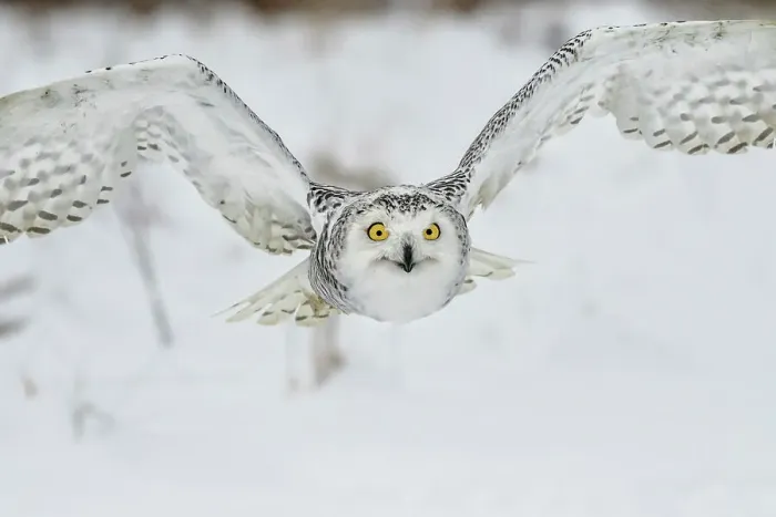Framed Print : Snowy Owl (Bubo scandiacus) in flight - captive, Ontario, Canada Framed Print : Snowy Owl (Bubo scandiacus) in flight - captive, Ontario, Canada