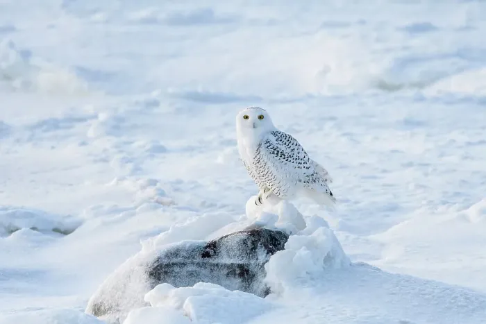 Framed Print : Snowy owl (Bubo scandiacus) hunting along shore of Hudson Bay, Wapusk NP, Cape Churchill, Manitoba, Canada Framed Print : Snowy owl (Bubo scandiacus) hunting along shore of Hudson Bay, Wapusk NP, Cape Churchill, Manitoba, Canada