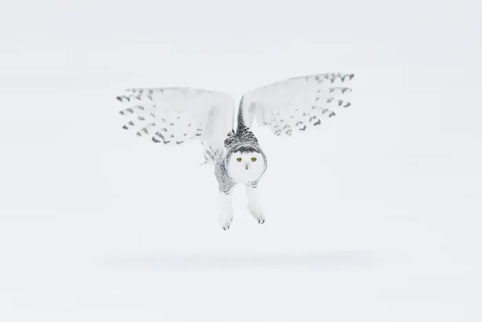 Framed Print : Snowy owl (Bubo scandiacus), Ontario, Canada