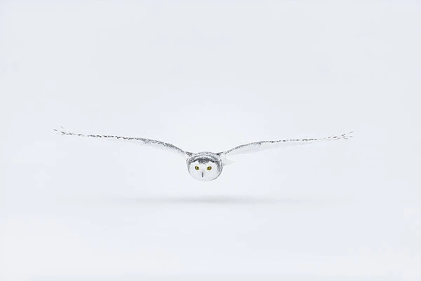 Snowy owl (Bubo scandiacus), Ontario, Canada
