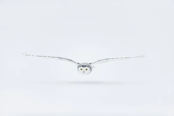 Framed Print : Snowy owl (Bubo scandiacus), Ontario, Canada