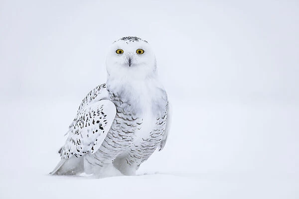 Snowy owl (Bubo scandiacus), Ontario, Canada